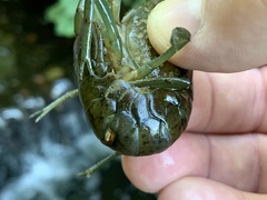 Procambarus virginalis