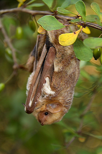Eastern Red Bat photographed in Connecticut