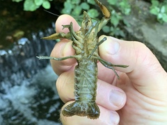 Procambarus virginalis