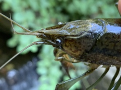 Procambarus virginalis
