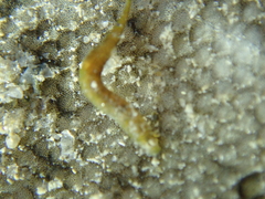 Hemibdella soleae