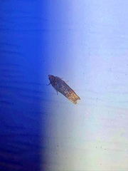 Eucosma ochroterminana