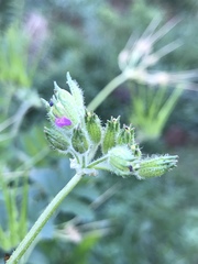 Erodium moschatum