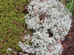 Cladonia arbuscula mitis