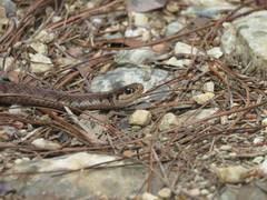 Thamnophis lineri