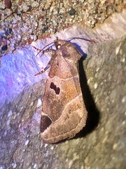 Plagiomimicus pityochromus