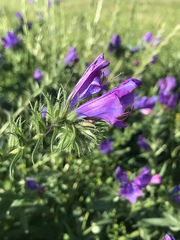 Echium plantagineum