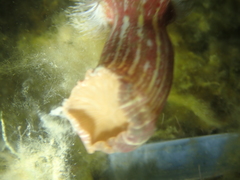 Calliactis parasitica