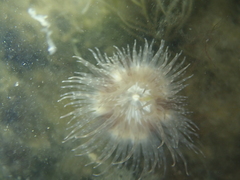 Calliactis parasitica