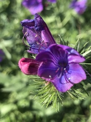 Echium plantagineum