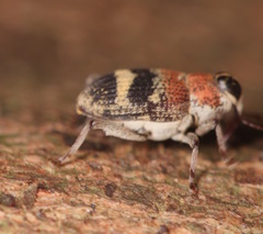 Conoderinae