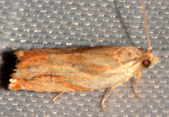 Ancylis platanana
