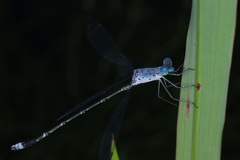 Lestes praemorsus