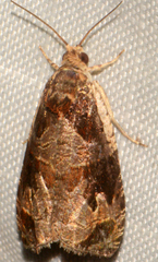 Olethreutes footiana