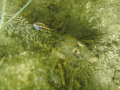 Pomatoschistus microps