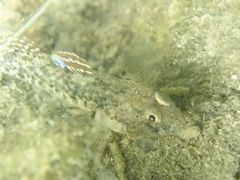 Pomatoschistus microps