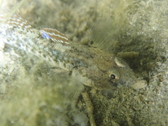 Pomatoschistus microps