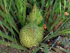 Macrozamia riedlei