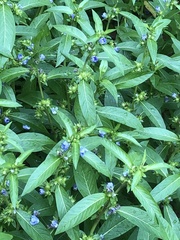 Hydrolea quadrivalvis