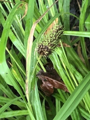 Carex typhina