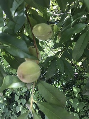 Prunus persica