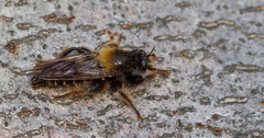 Laphria ephippium