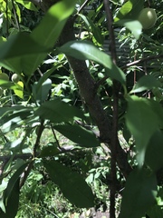 Prunus persica