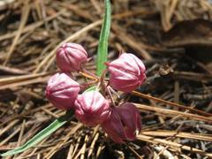 Asclepias circinalis