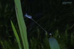 Lestes praemorsus