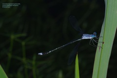 Lestes praemorsus