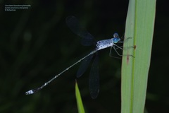 Lestes praemorsus