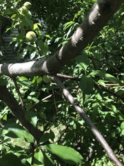 Prunus persica