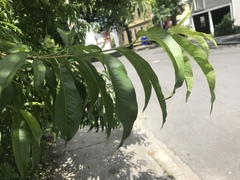 Prunus persica