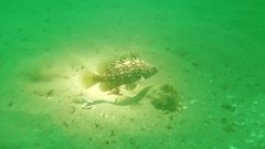 Alphestes multiguttatus