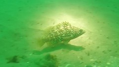 Alphestes multiguttatus