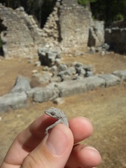 Mediodactylus danilewskii