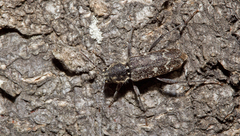 Xylotrechus rusticus