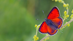 Lycaena candens