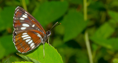 Neptis rivularis