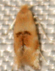 Bucculatrix coronatella