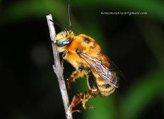Anthophora deserticola