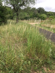 Bothriochloa torreyana