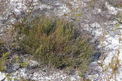 Jacksonia stackhousei