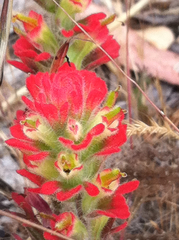 Castilleja affinis