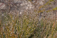 Jacksonia stackhousei