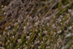 Jacksonia stackhousei