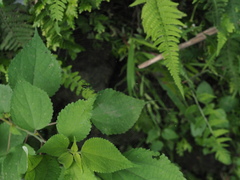 Leucauge celebesiana