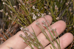 Jacksonia stackhousei