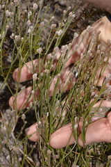 Jacksonia stackhousei