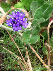 Gilia capitata chamissonis